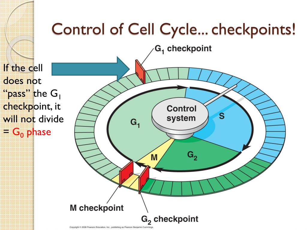 PPT The “Central Dogma" of Biology PowerPoint Presentation ID3014149