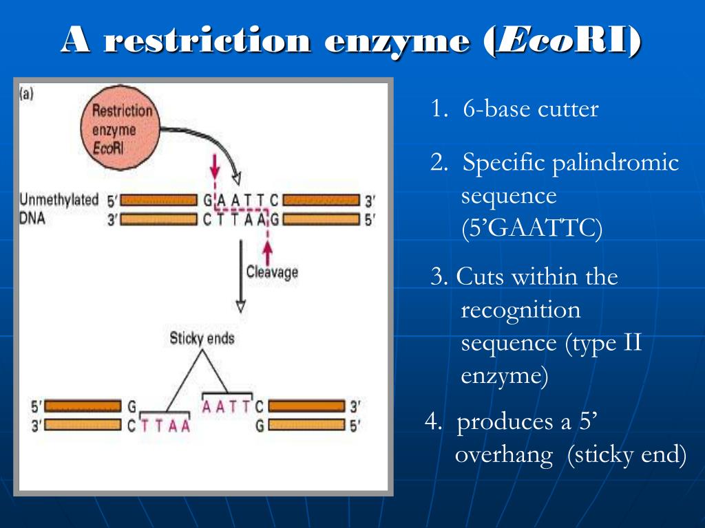 restriction enzyme recognition sites are palindromic restriction enzyme recognition sites are palindromic