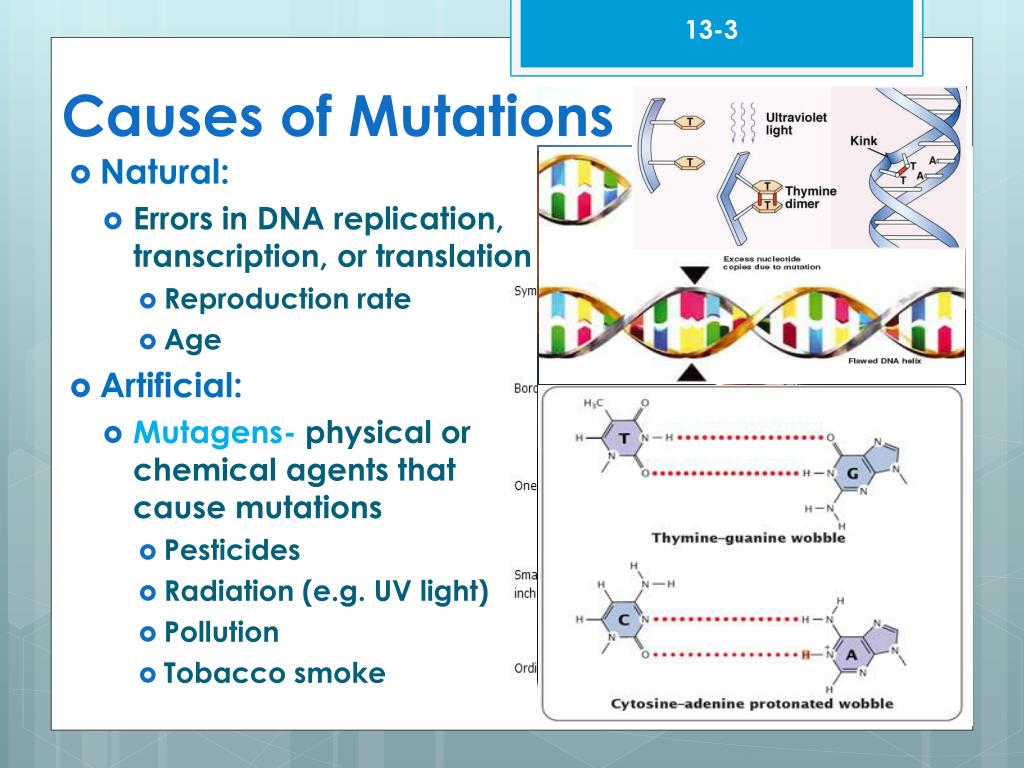 PPT Chapter 133 Mutations PowerPoint Presentation