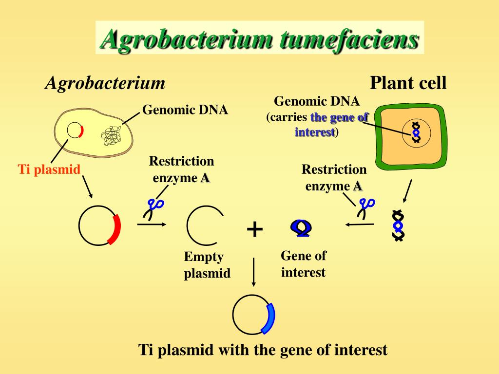 Гибридизация плазмид. Agrobacterium tumefaciens ti плазмида. Бактерия Agrobacterium tumefaciens. Трансформация агробактерий. Плазмида агробактерий.