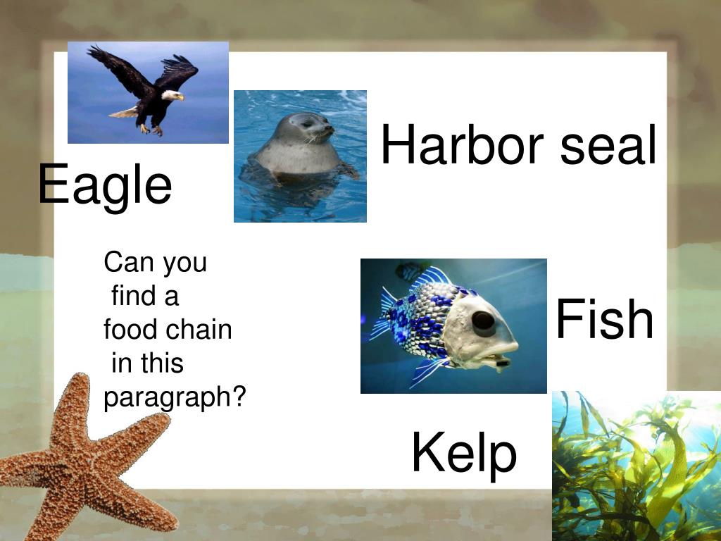 Food chain in Sea PowerPoint Presentation, free download Biology Diagrams