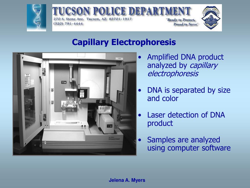 PPT - Forensic DNA Analysis Jelena A. Myers Senior Criminalist (DNA ...