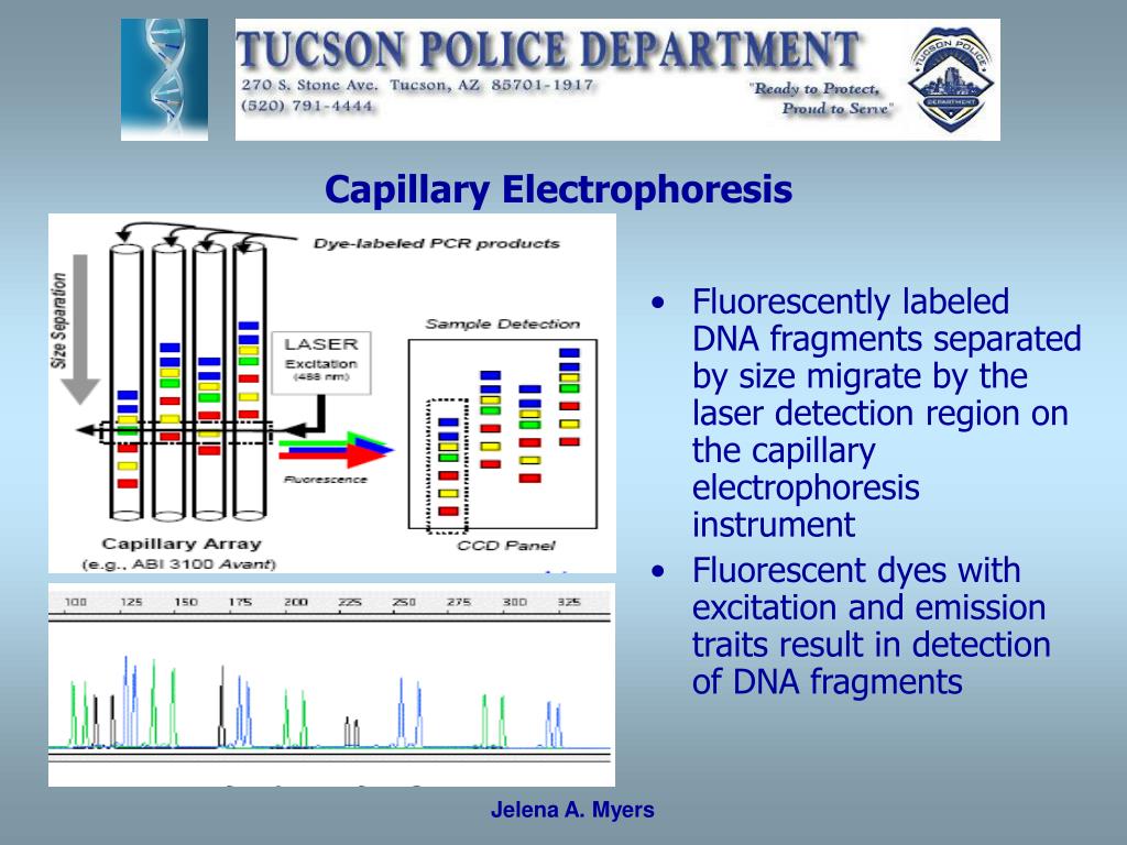 PPT Forensic DNA Analysis Jelena A. Myers Senior Criminalist (DNA) PowerPoint Presentation