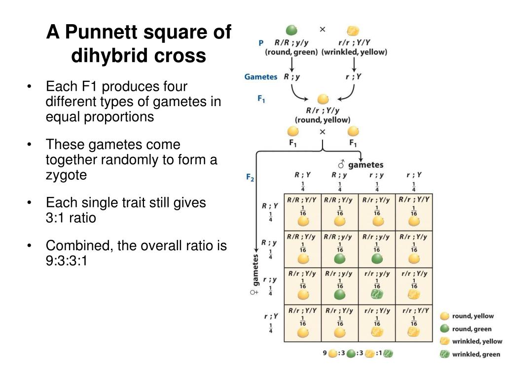 Ppt How To Do A Dihybrid Cross Using A Square Powerpoint My
