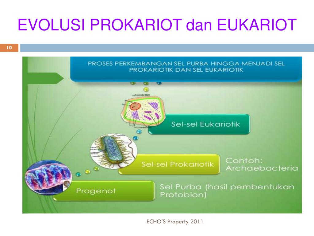 Prokariot va eukariot hujayralar. Pro-va Eukaryotlar.