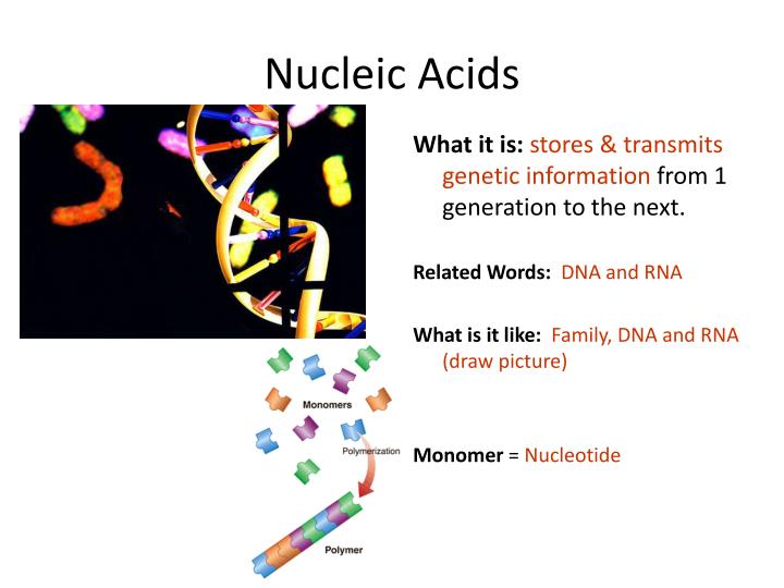 PPT There are 4 Groups of Organic Compounds Found in Living Things PowerPoint Presentation