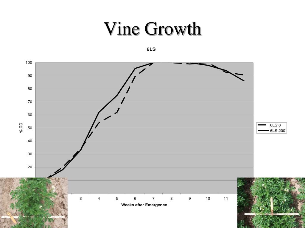PPT Potato Variety Response to Phosphorus Fertilizer PowerPoint