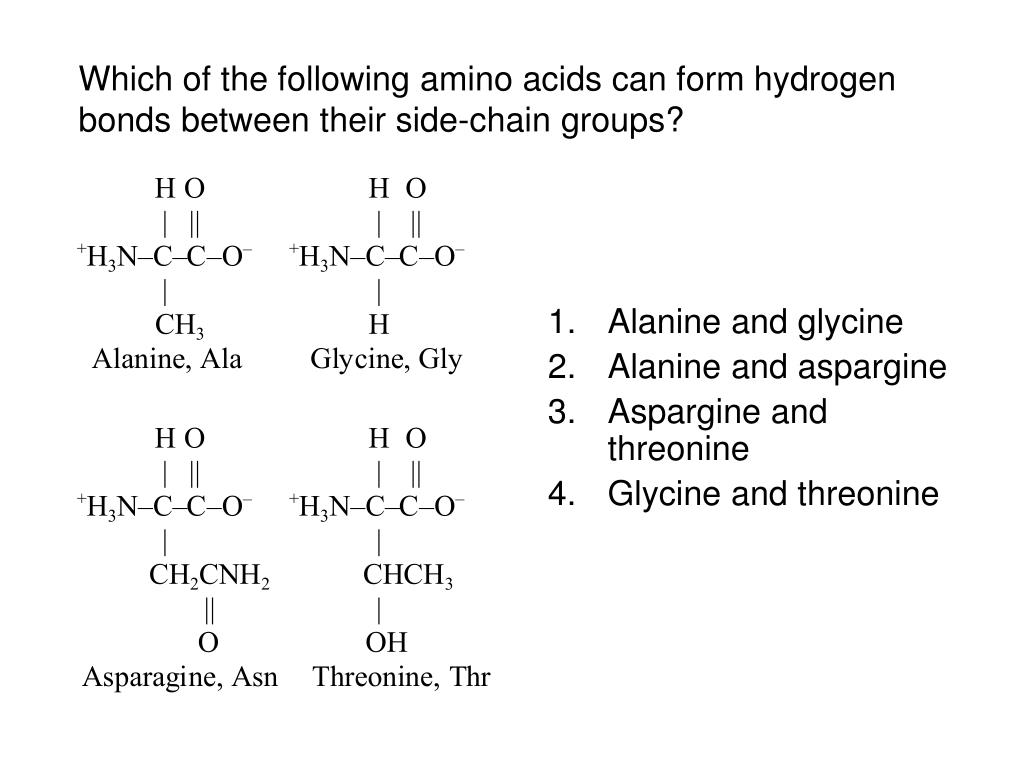 hydrophobic amino acids form hydrogen bonds with water