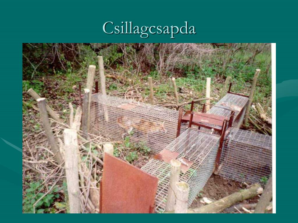 Csapda Vicc PPT - Csapdatípusok, az eredményes csapdázás feltételei PowerPoint ...