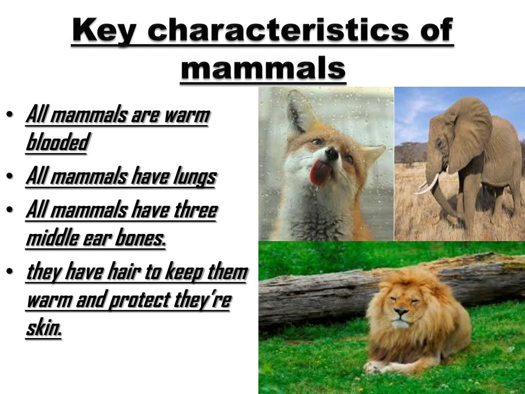 Mammal Characteristics