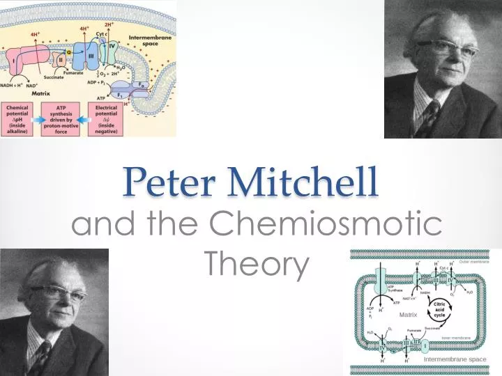 an analysis of the peter mitchells 1961 paper on the chemiosmotic hypothesis Stuck writing about a membrane models essays find thousands of free membrane models essays, term papers, research papers, book reports, essay topics, college essays. an analysis of the peter mitchells 1961 paper on the chemiosmotic hypothesis Stuck writing about a membrane models essays find thousands of free membrane models essays, term papers, research papers, book reports, essay topics, college essays.