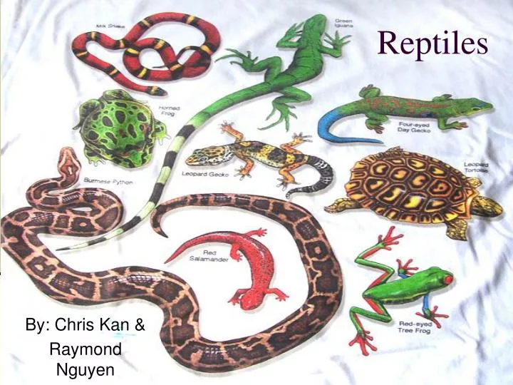 reptiles n.