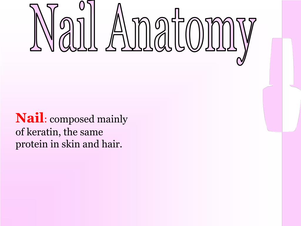 Structure And Anatomy Of Human Nail Vector High-Res Vector Graphic - Getty  Images
