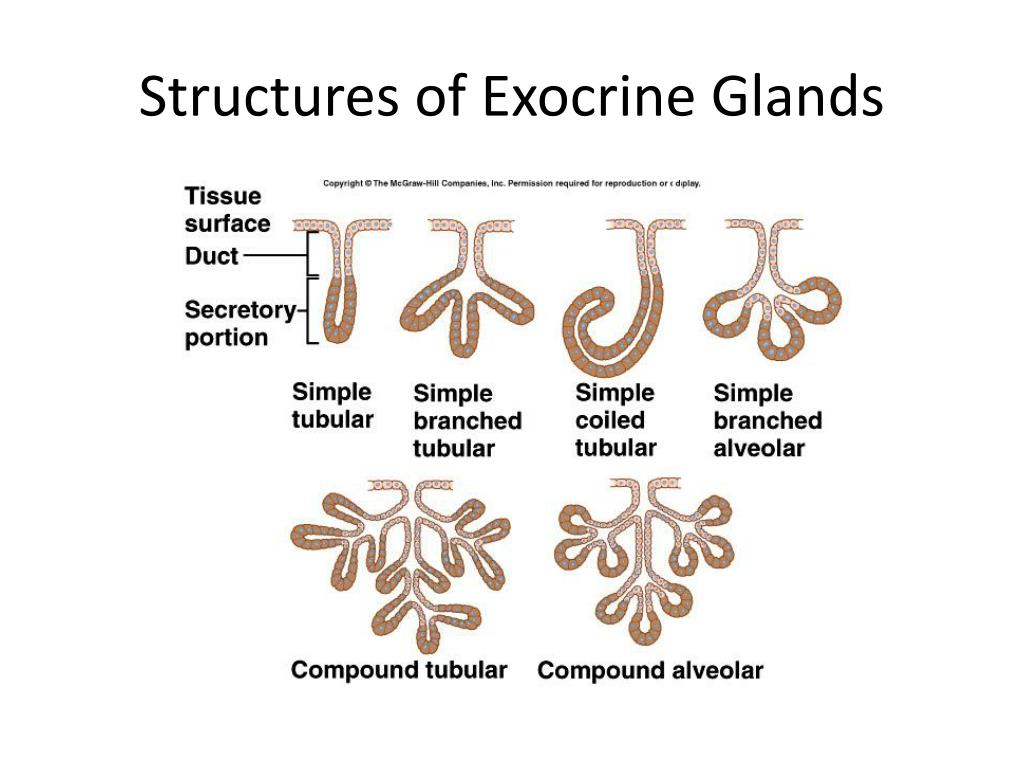 6 Types Of Exocrine Glands