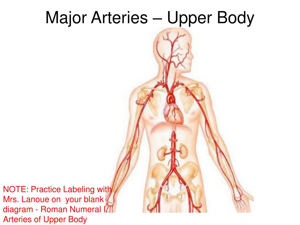 Major Arteries Diagram / Blood Vessels Circulatory Anatomy - This