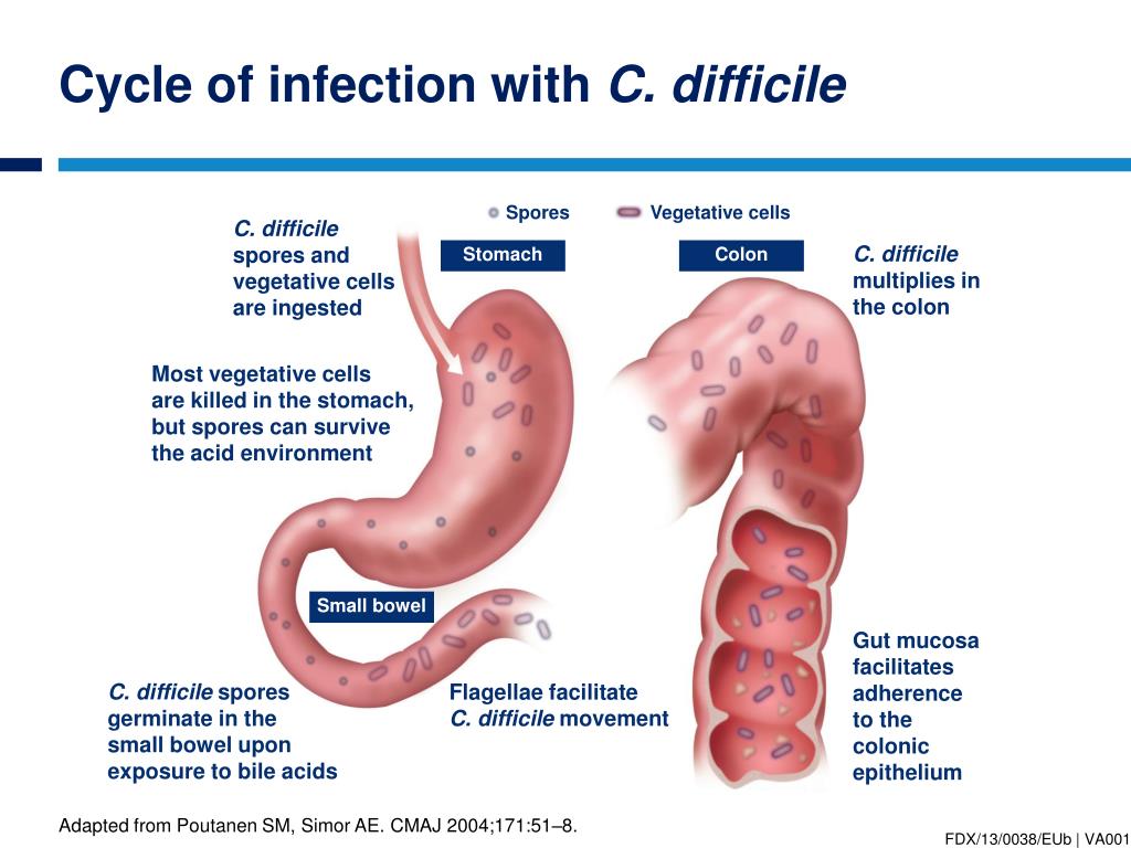 how far can c diff spores travel