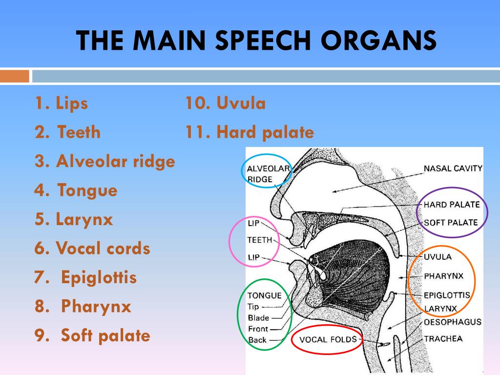 speech organ in english meaning