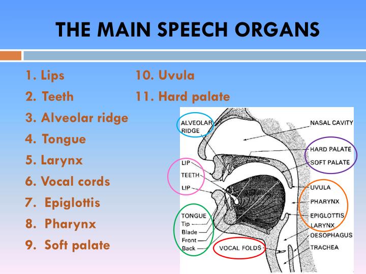 organs of speech in english language