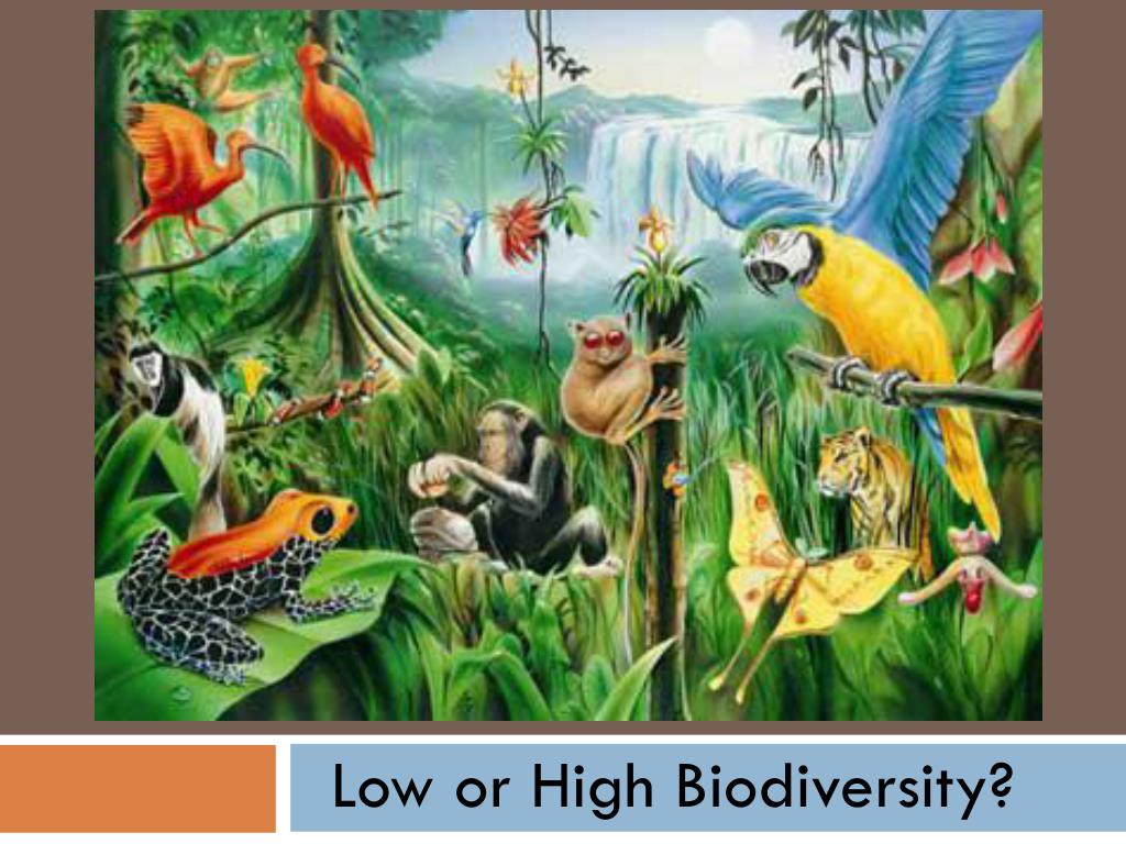 PPT Biodiversity And Ecosystem Stability PowerPoint Presentation ppt-biodiversity-and-ecosystem-stability-powerpoint-presentation