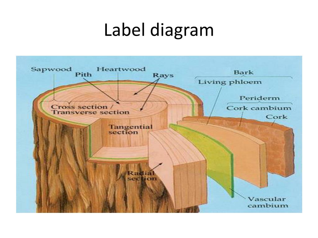 More on growth rings and density - Centre for Wood Science & Technology