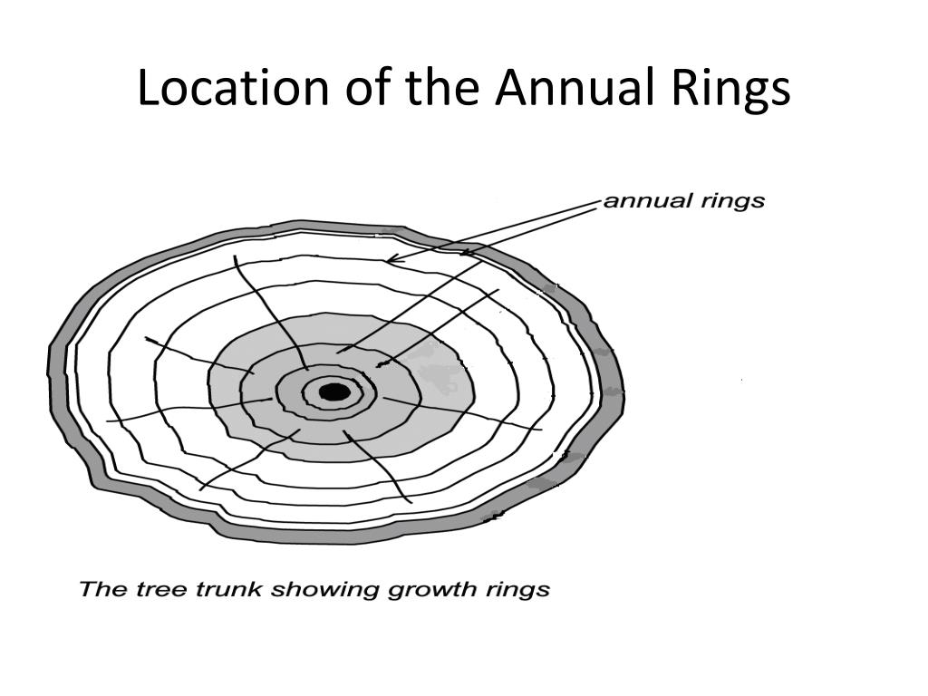 PDF) Formation of annual rings in trees