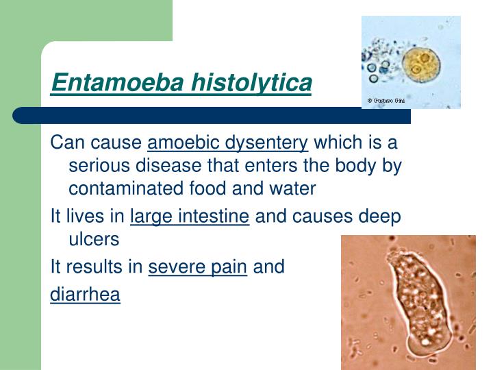 the clinical description of the amebic dysentery the clinical description of the amebic dysentery