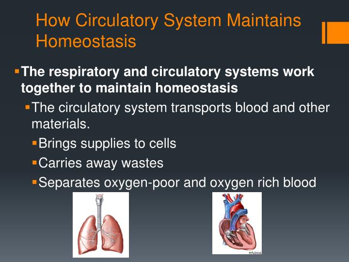 👍 Homeostasis and the circulatory system. Homeostasis and Regulation in