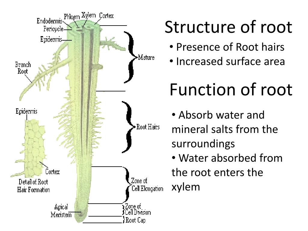 Root add. Root structure. The structure of the root Zones. The structure of the root hair. Internal structure of the root.