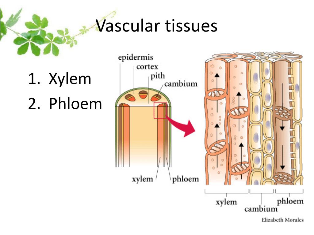 Флоэма проводит растворы. Xylem and phloem. Схема движения веществ по стеблю. Движение воды по ксилеме и флоэме. Ксилема и флоэма.