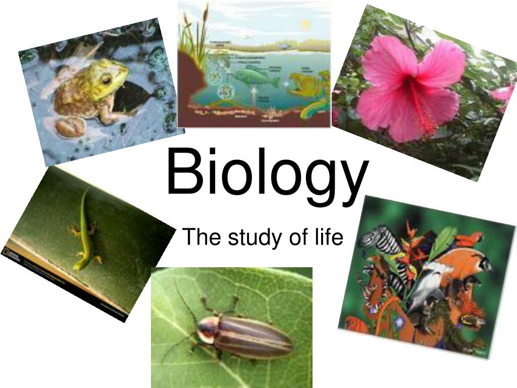 Английский историю и биологию. What is Biology. Study Biology. Life Biology. Biology presentation POWERPOINT.