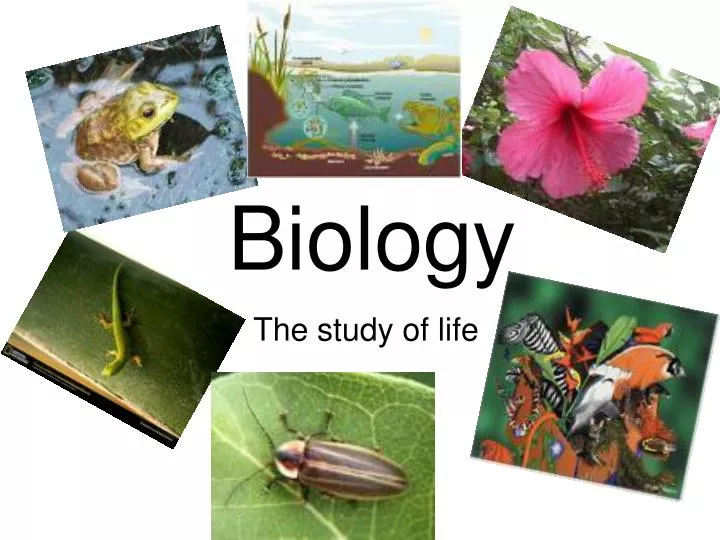 presentation about biology