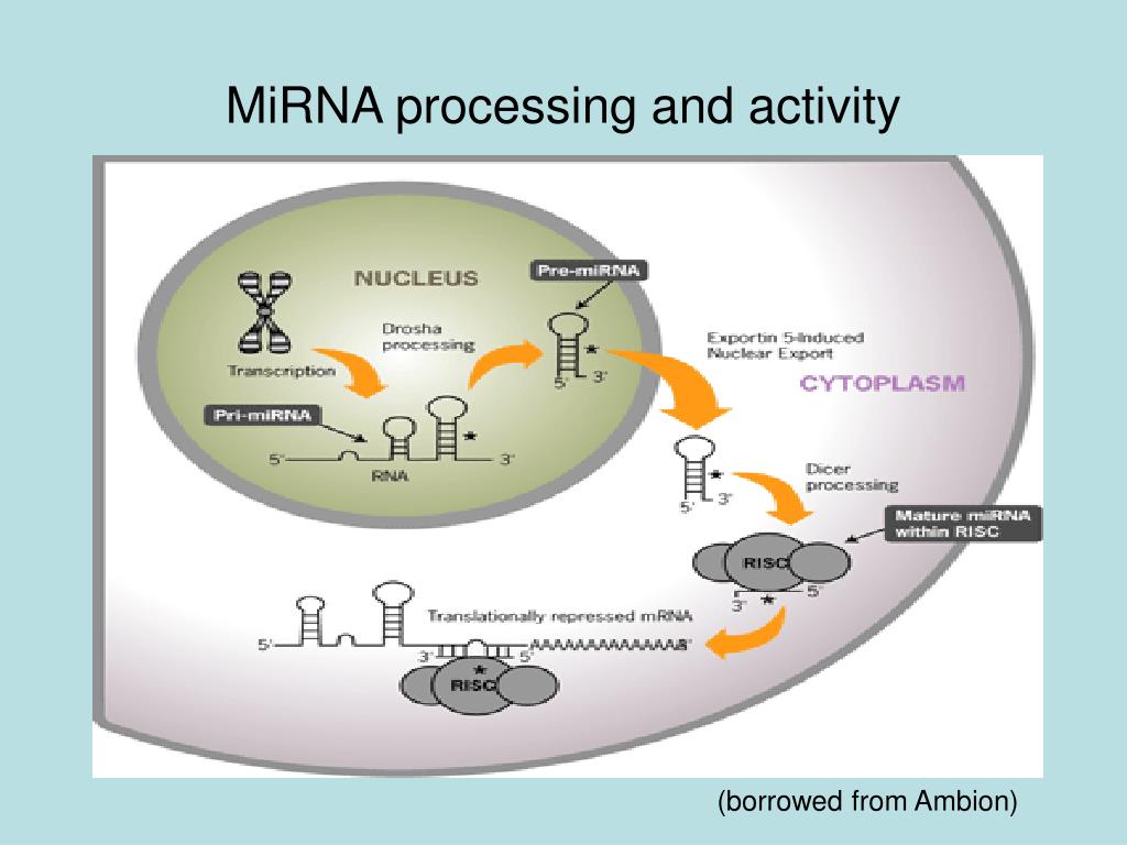 PPT - MicroRNA regulation in Arabidopsis thaliana PowerPoint