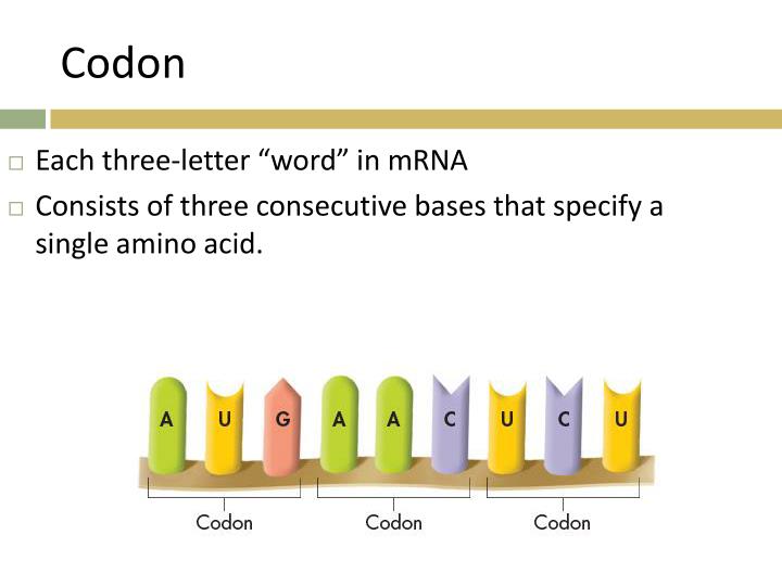 PPT - 1 Review How does a cell interpret the genetic code ...