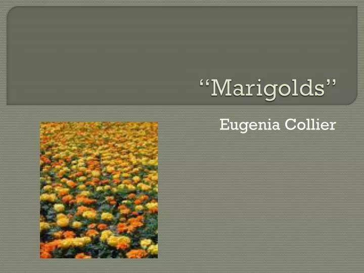 marigolds by elizabeth collier marigolds by elizabeth collier