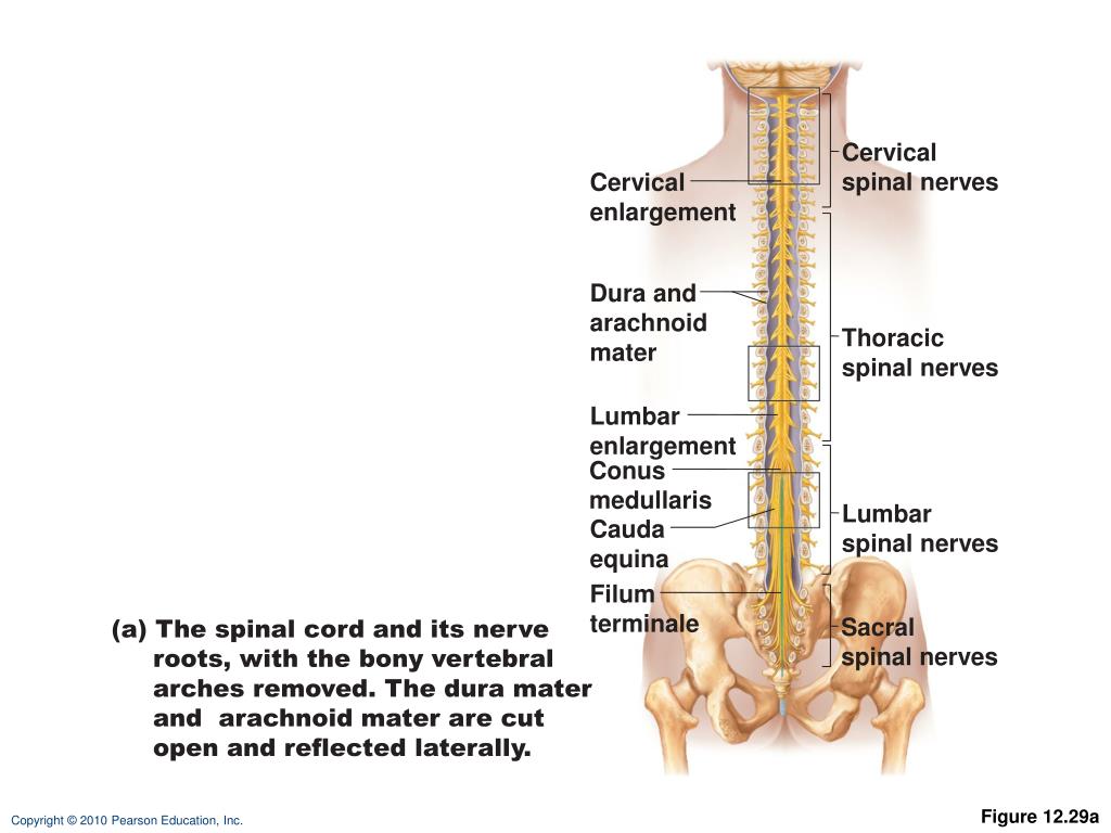 Передний столб спинного мозга. Thoracic Spinal nerves. Cervical Spinal nerves. Cervical enlargement в анатомии.