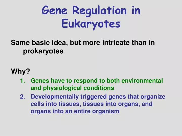 Ppt Gene Regulation In Eukaryotes Powerpoint Presentation Free