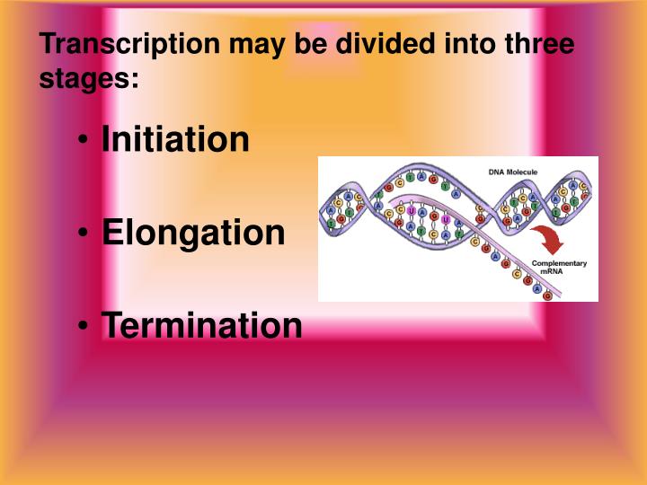 three stages of transcription