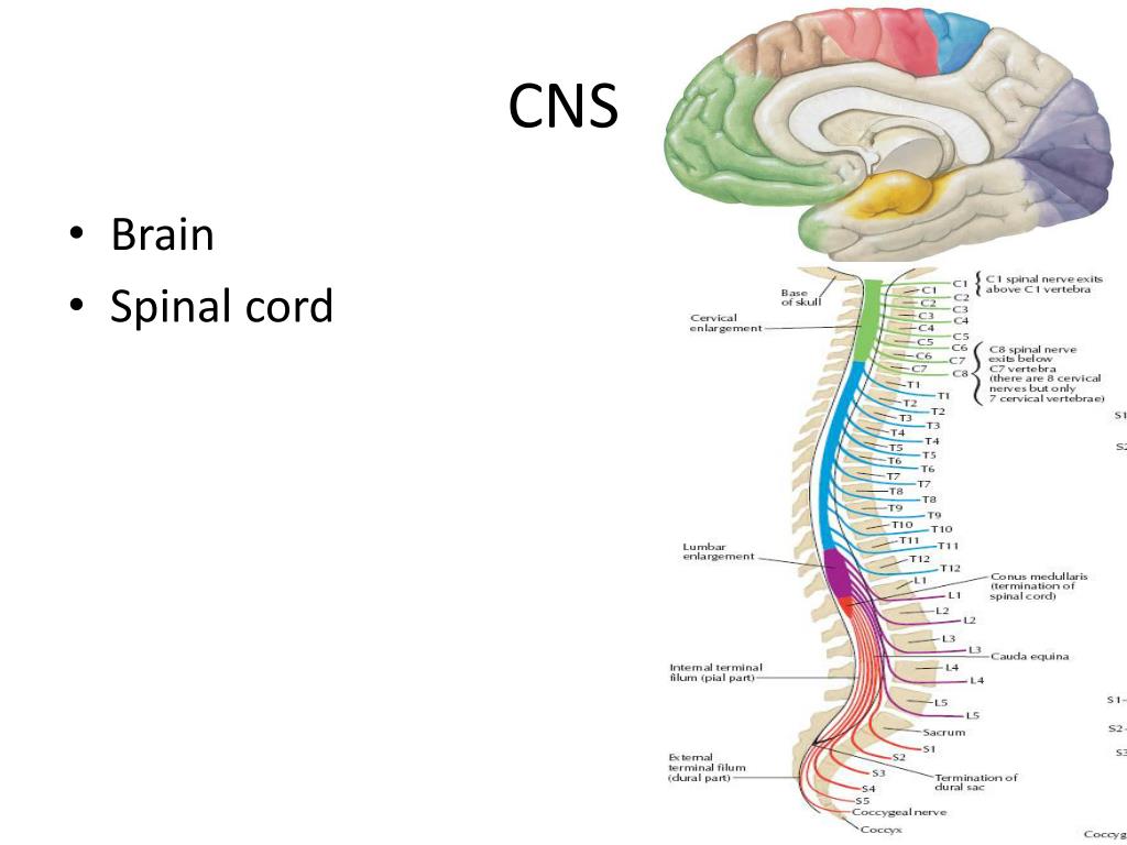Spinal brain