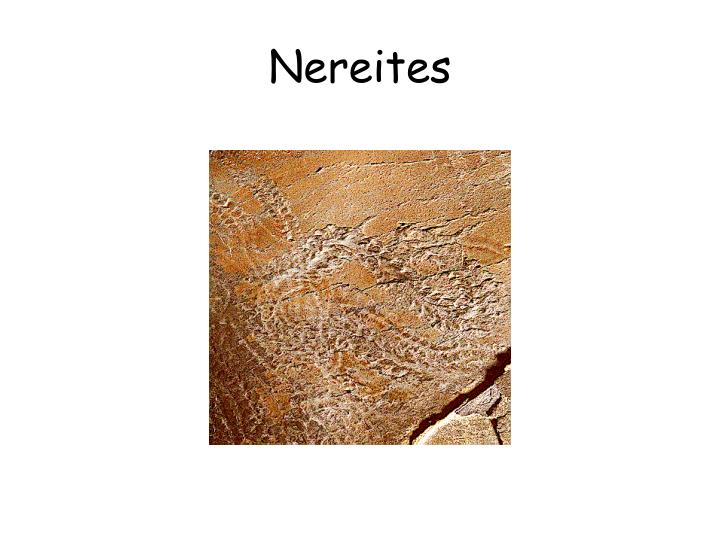 PPT - Ichnofossils – Trace fossils PowerPoint Presentation - ID:3031694