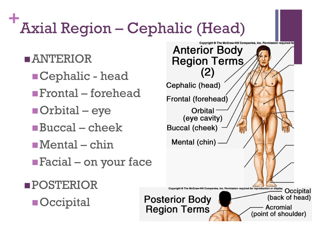 cephalic presentation in medical term