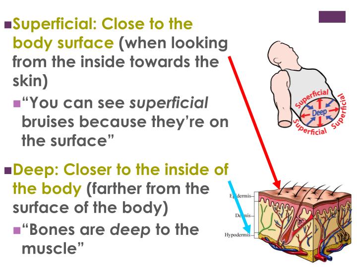 Anatomical Terms PowerPoint Presentation Biology Diagrams