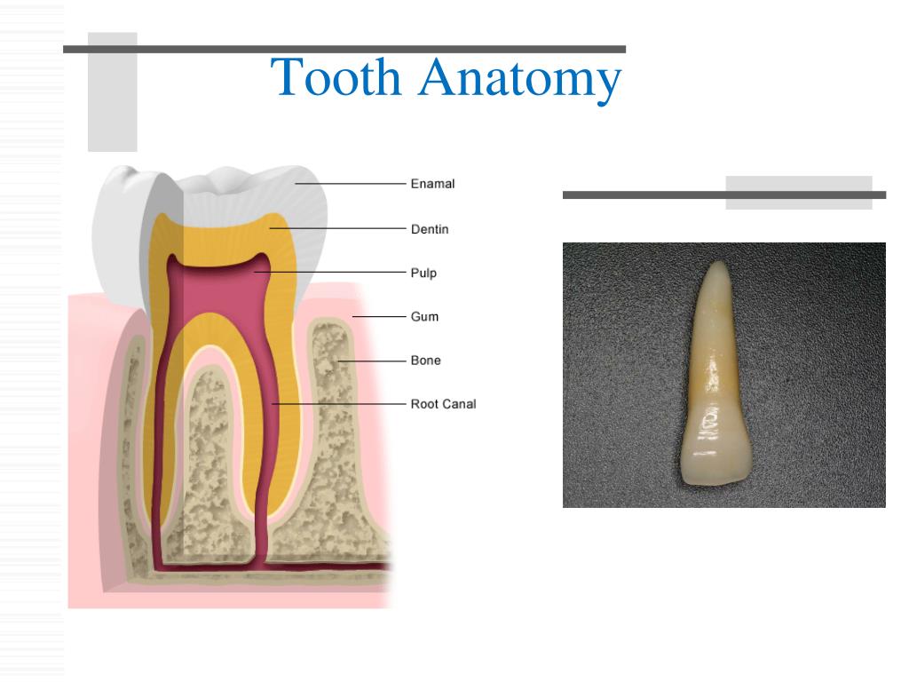 PPT - Disorders of the Ear, Nose, Throat & Mouth PowerPoint ...