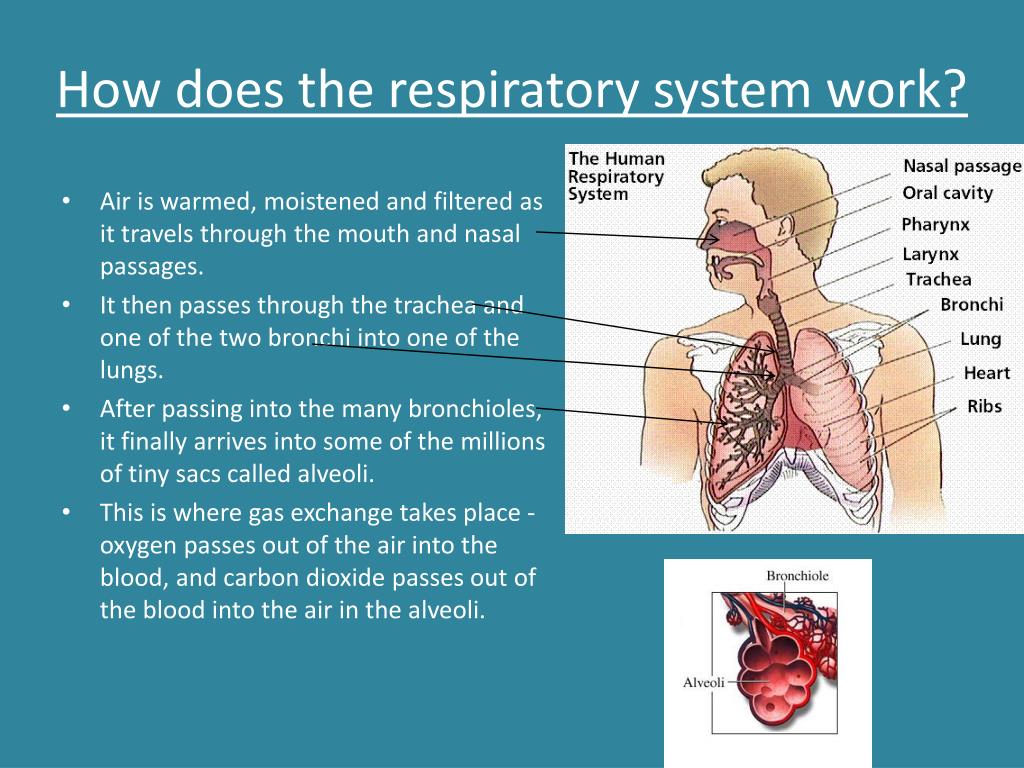 presentation of respiratory system