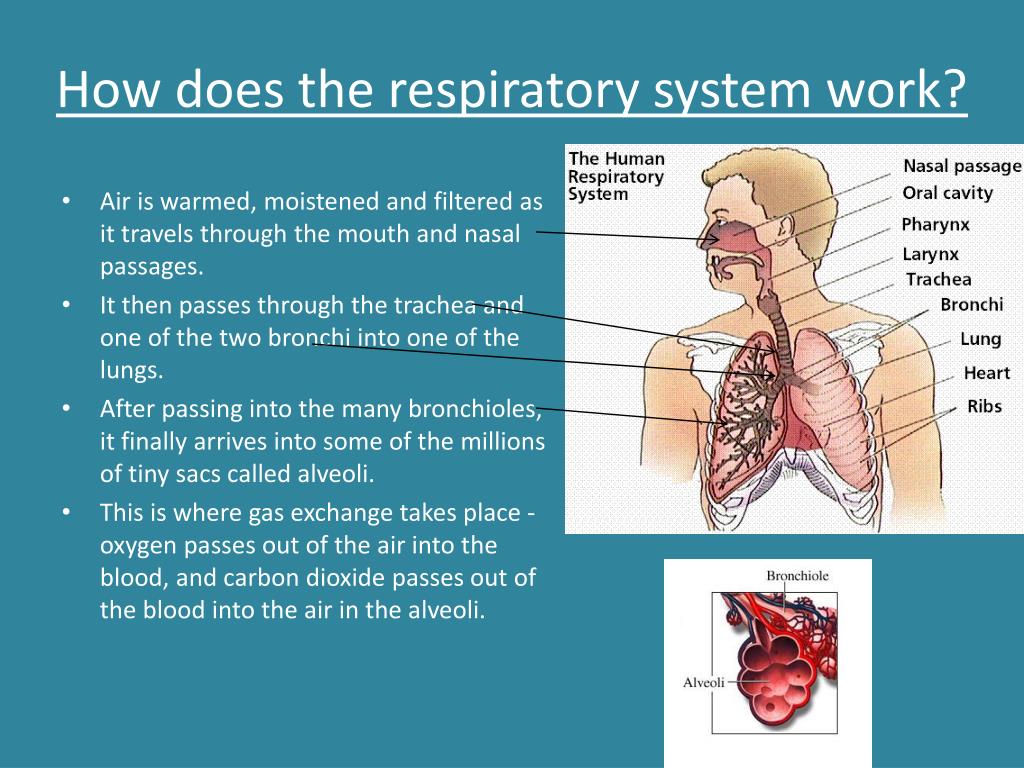 human respiratory system presentation