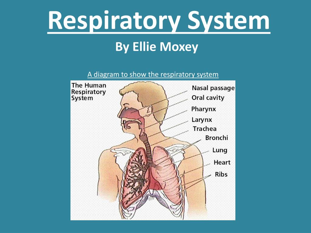 respiratory system presentation pdf