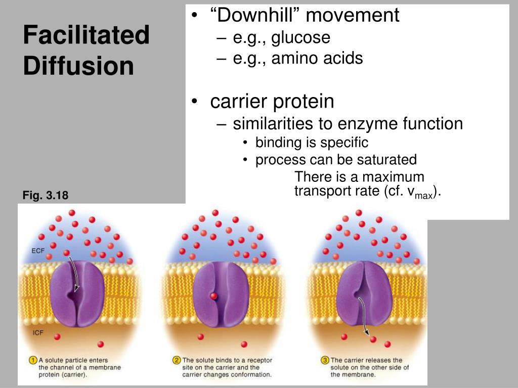 PPT - Facilitated Diffusion PowerPoint Presentation, free download -  ID:3032803