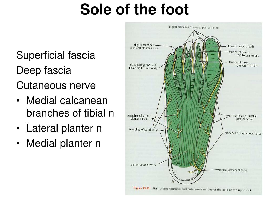 PPT Sole of the foot PowerPoint Presentation, free download ID3033559