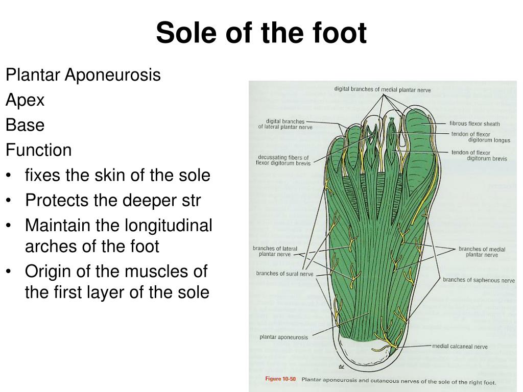 PPT Sole of the foot PowerPoint Presentation, free download ID3033559