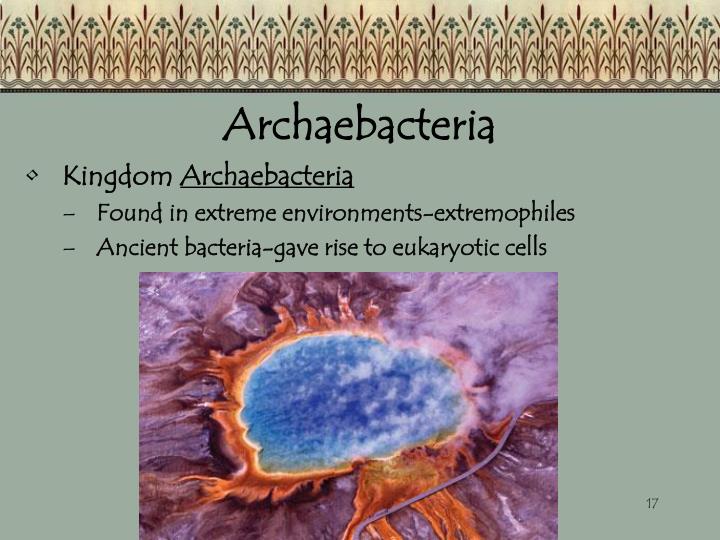 ppt 6 kingdoms of life part 1 archaebacteria eubacteria protist kingdom archaebacteria