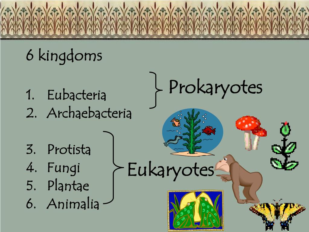 PPT - 6 Kingdoms of Life Part 1: Archaebacteria, Eubacteria, Protist ...